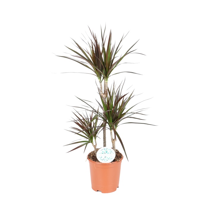 Okrasné pokojové rostliny - Dračinec vroubený výšky kmínku 45-30-15cm, květináč 21cm