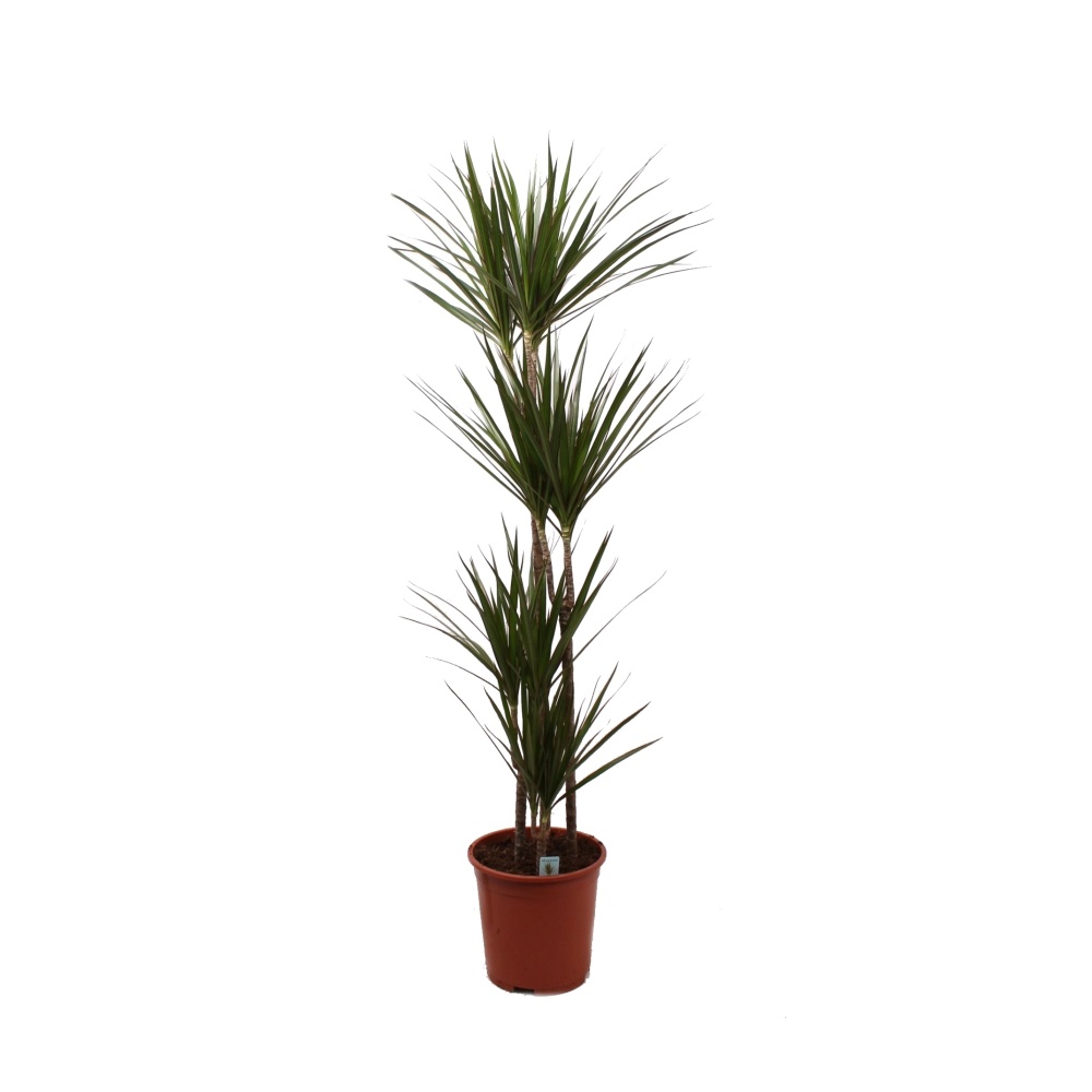 Okrasné pokojové rostliny - Dračinec vroubený výšky kmínku 90-60-30-15cm, květináč 27cm