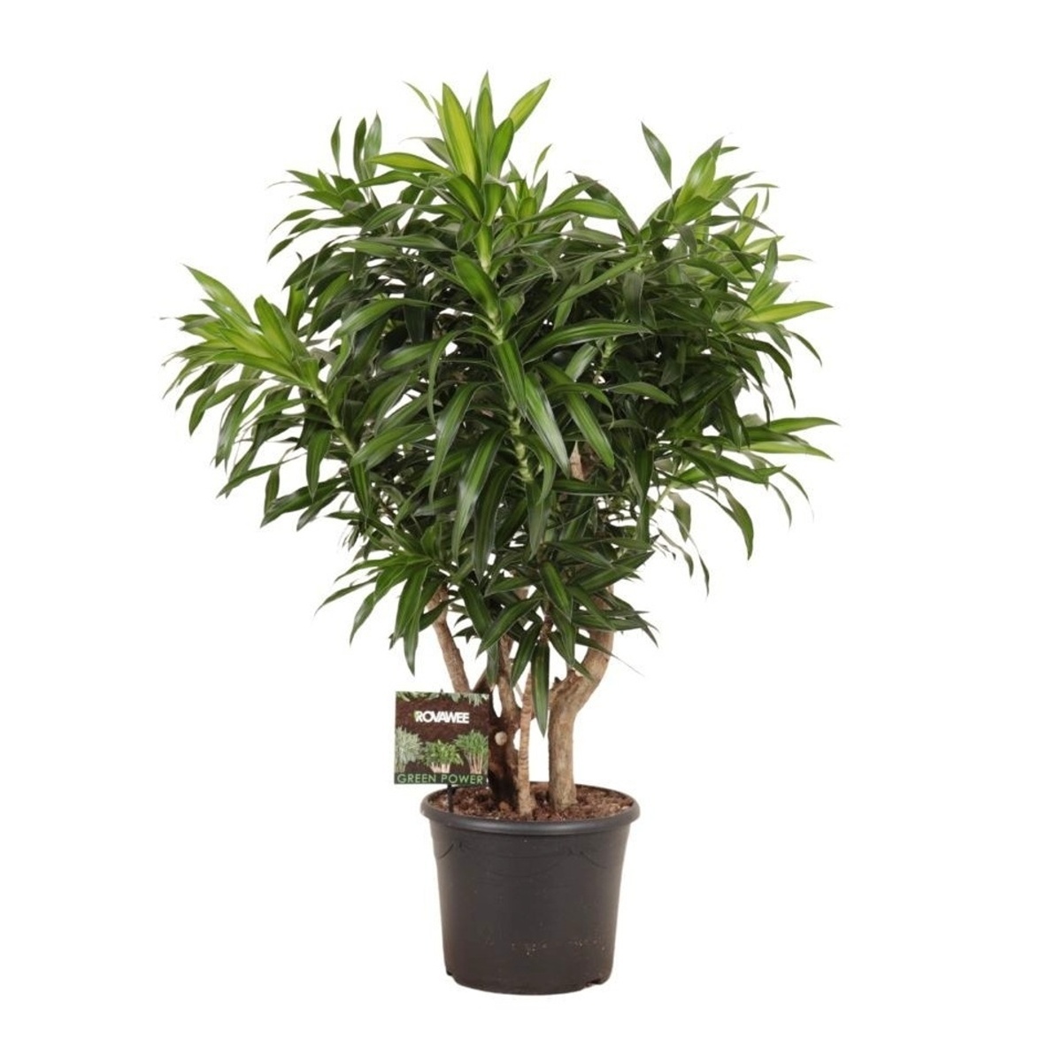 Okrasné pokojové rostliny - Dračinec výška 110cm, květináč 31cm, větvený