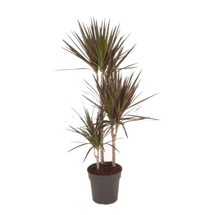 Okrasné pokojové rostliny - Dračinec výšky kmínku 60-30-15cm, květináč 21cm