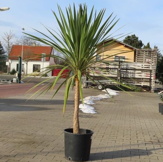 Rostliny - Dračinka australská 'Torbay Dazzler'