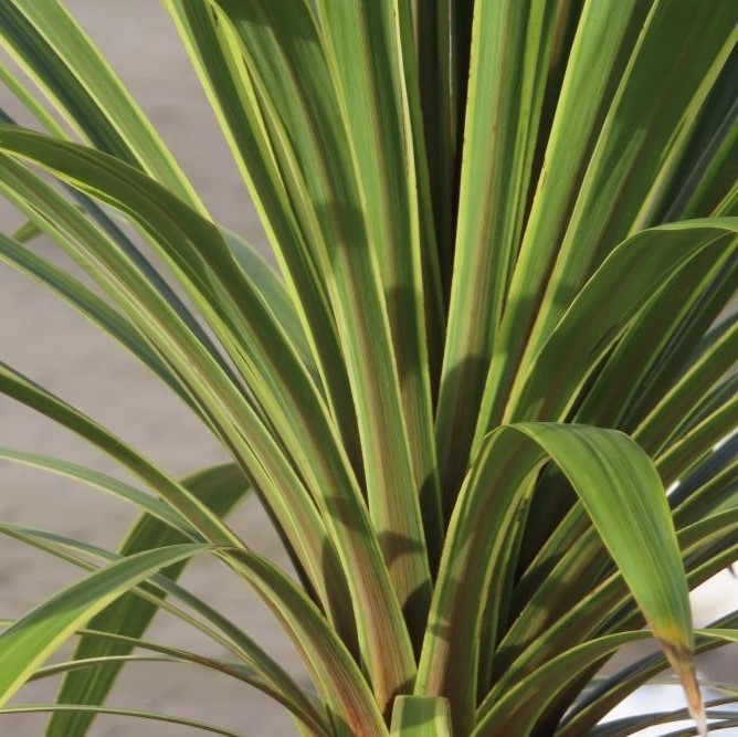 Dračinka australská 'Torbay Dazzler'-0