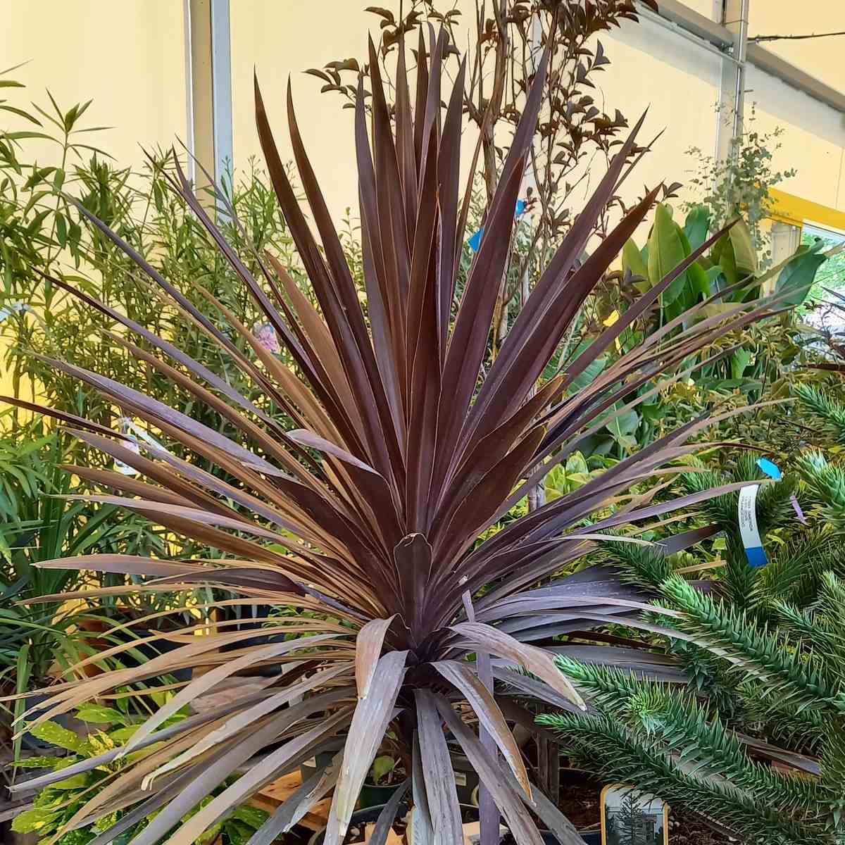 Nádobové květiny - Dračinka jižní Atropurpurea výška 100/125cm, květináč 18 litrů