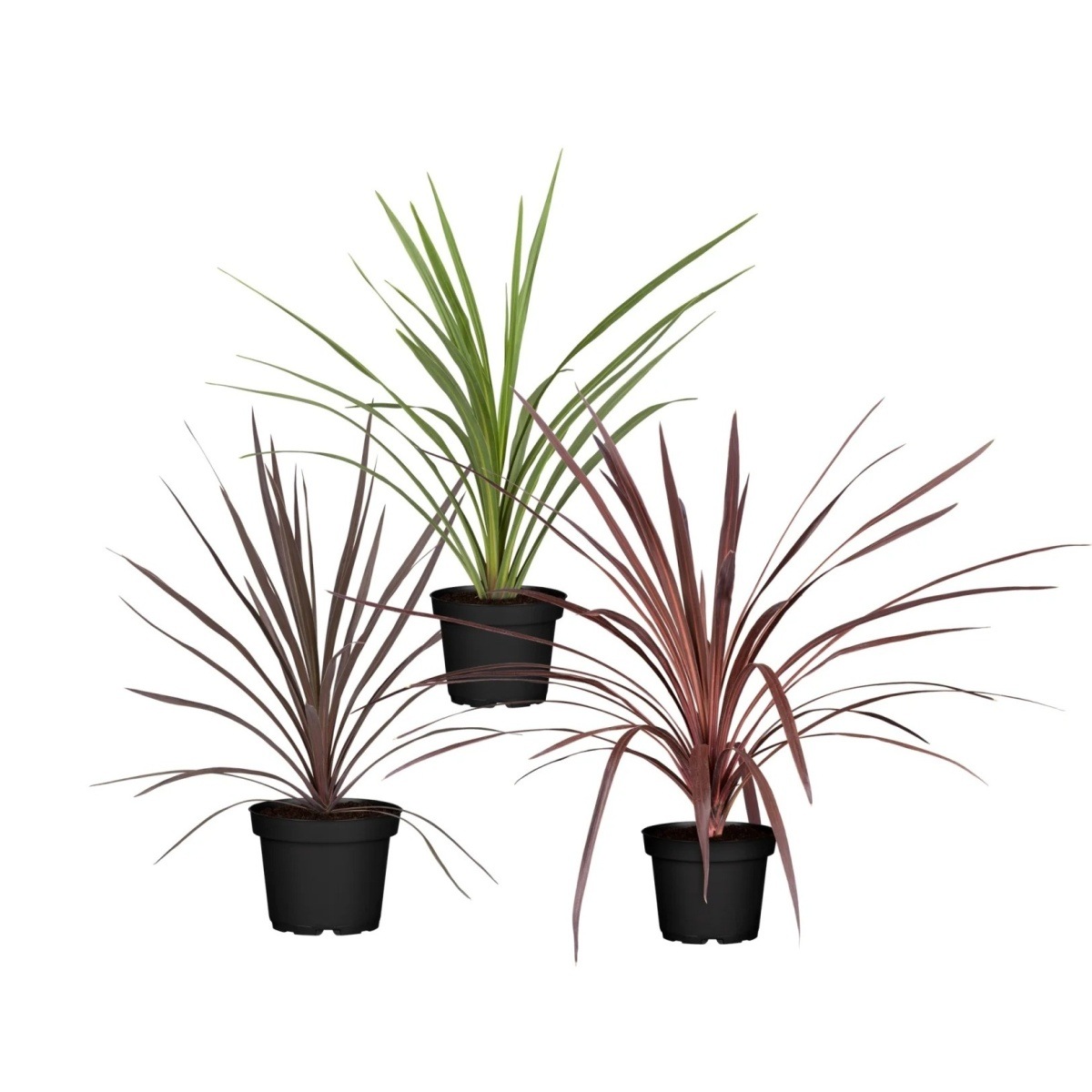 Nádobové květiny - Dračinka jižní mix, květináč 3,4 litru