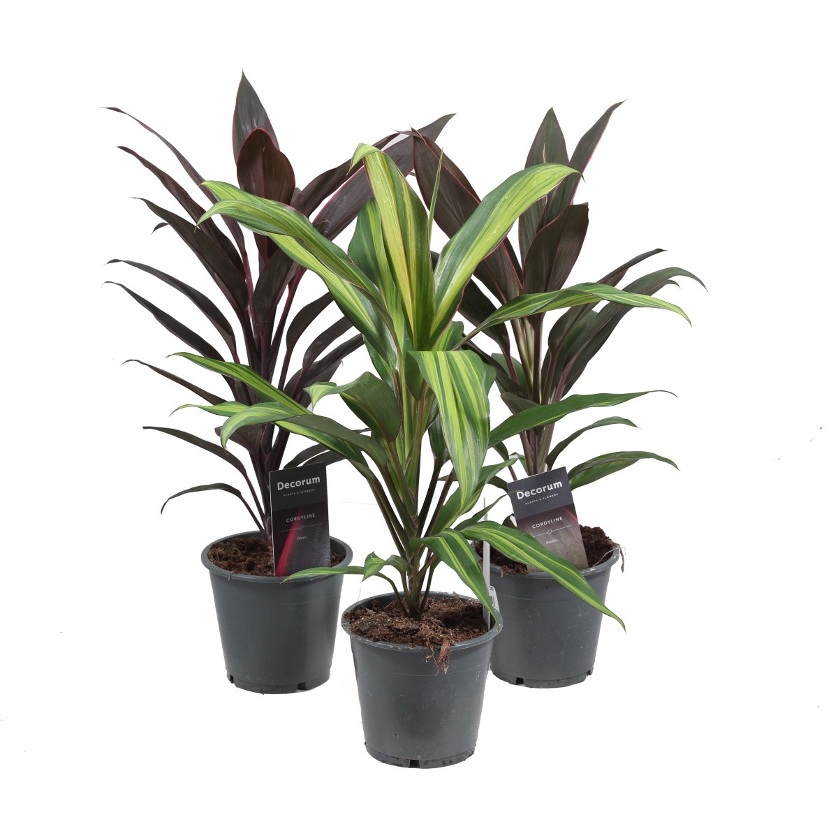 Okrasné pokojové rostliny - Dračinka křovitá mix, květináč 12cm