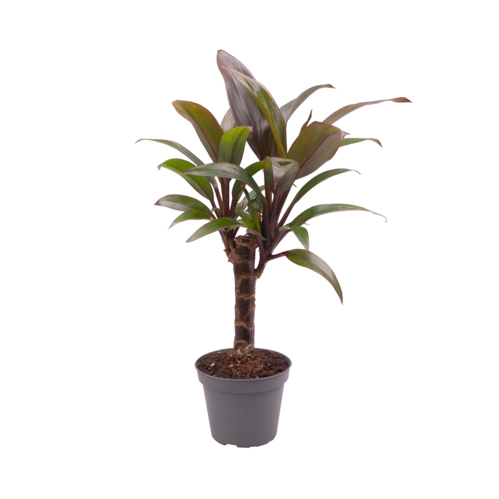 Okrasné pokojové rostliny - Dračinka křovitá 'Purple Compacta' květináč 6cm