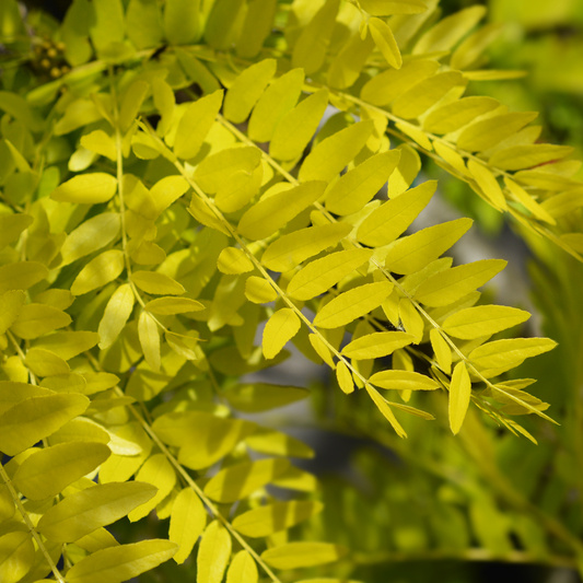 Rostliny - Dřezovec trojtrnný 'Sunburst' květináč 35 litrů, obvod kmene 8/10cm,strom