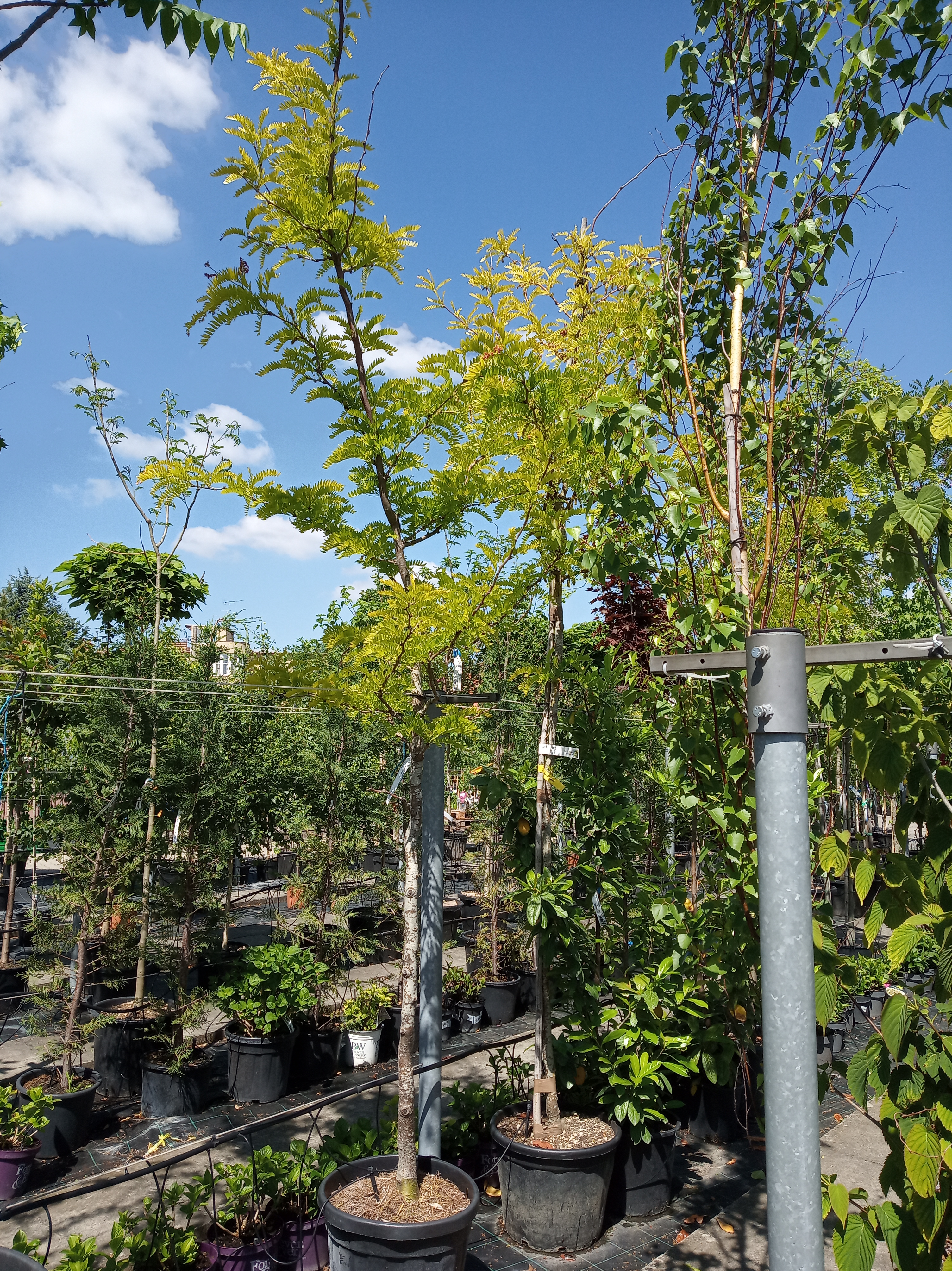 Dřezovec trojtrnný 'Sunburst' květináč 35 litrů, obvod kmene 8/10cm,strom-0