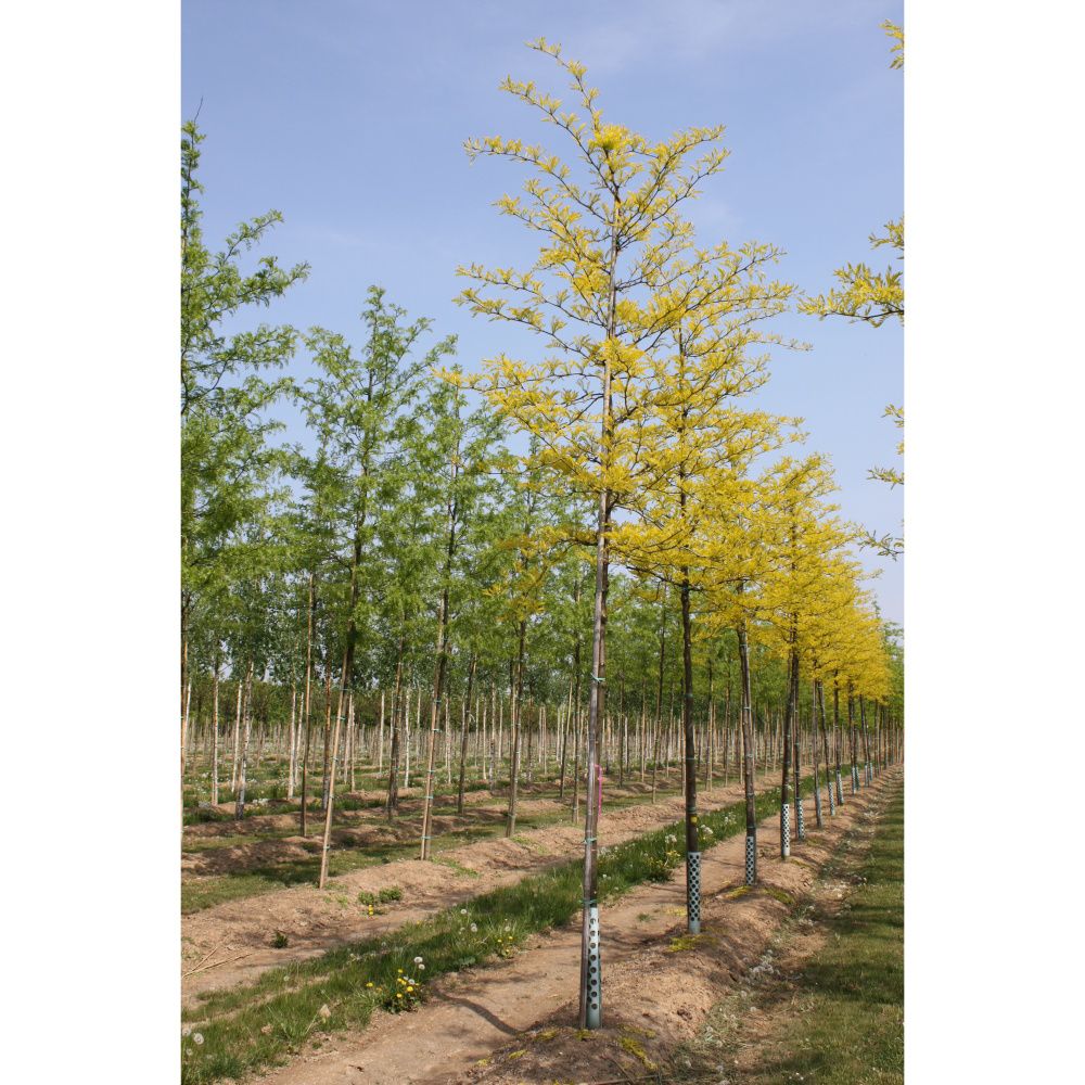 Soliterní stromy - Dřezovec trojtrnný Sunburst výška kmene 225cm, zemní bal