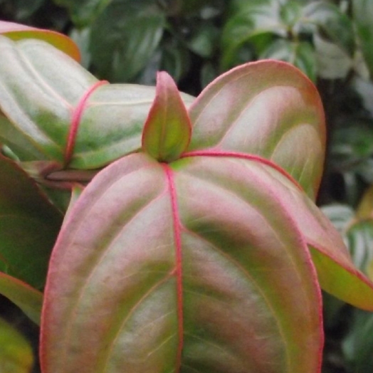 Keře okrasné květem - Dřín 'Blooming Merry Tetra' květináč 10 litrů, výška 100/125cm, keř