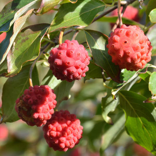 Keře okrasné květem - Dřín japonský 'China Girl' květináč 7 litrů, výška 80/100cm, keř