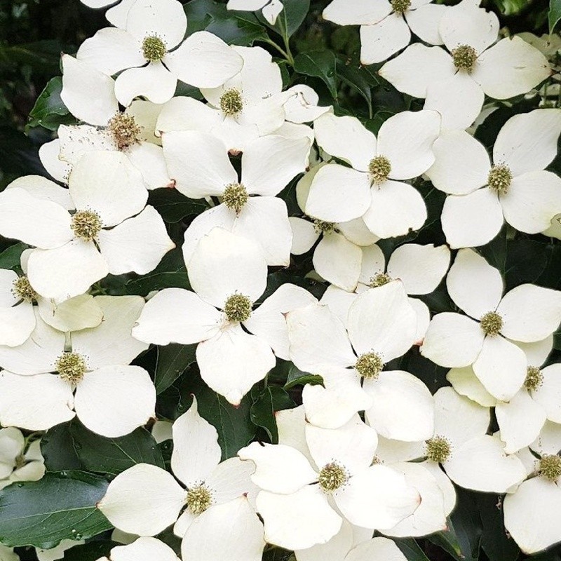 Keře okrasné květem - Dřín japonský Flower Tower výška 150/175cm