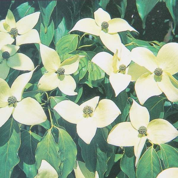 Keře okrasné květem - Dřín japonský Milky Way květináč 7 litrů