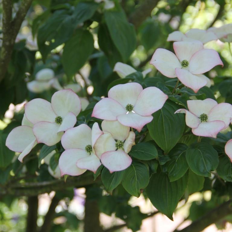 Keře okrasné květem - Dřín japonský 'Satomi' květináč 7 litrů, výška 80/100cm, keř
