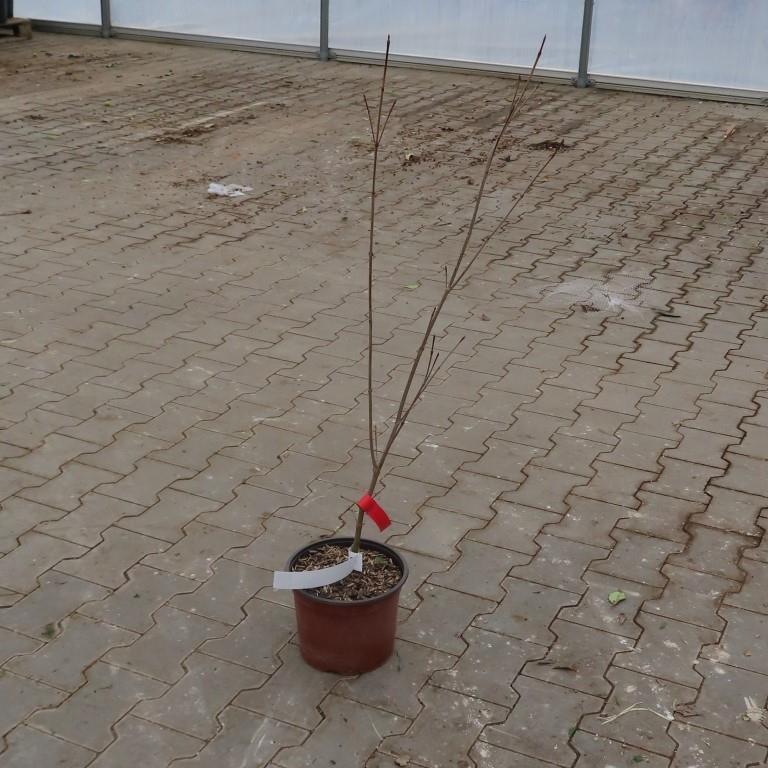 Dřín japonský 'Satomi' květináč 7 litrů, výška 80/100cm, keř-0