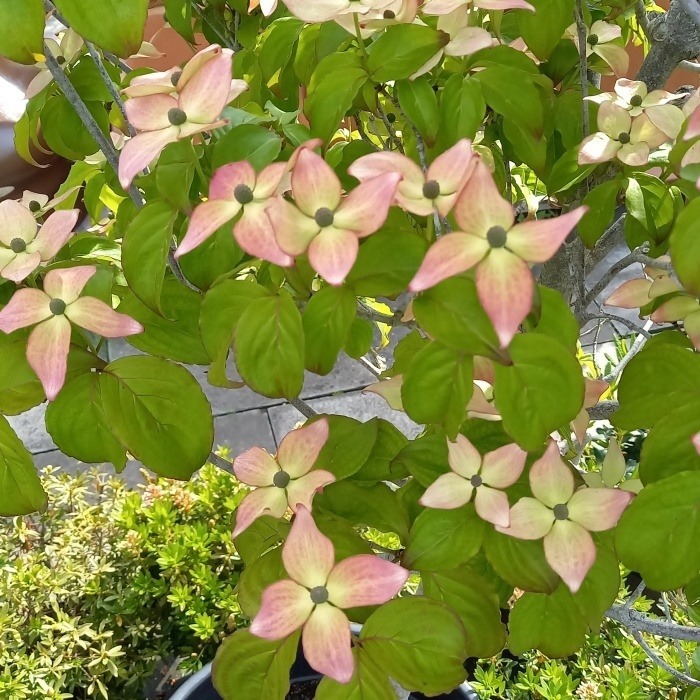 Keře okrasné květem - Dřín japonský Satomi výška 250/300cm, květináč 180 litrů