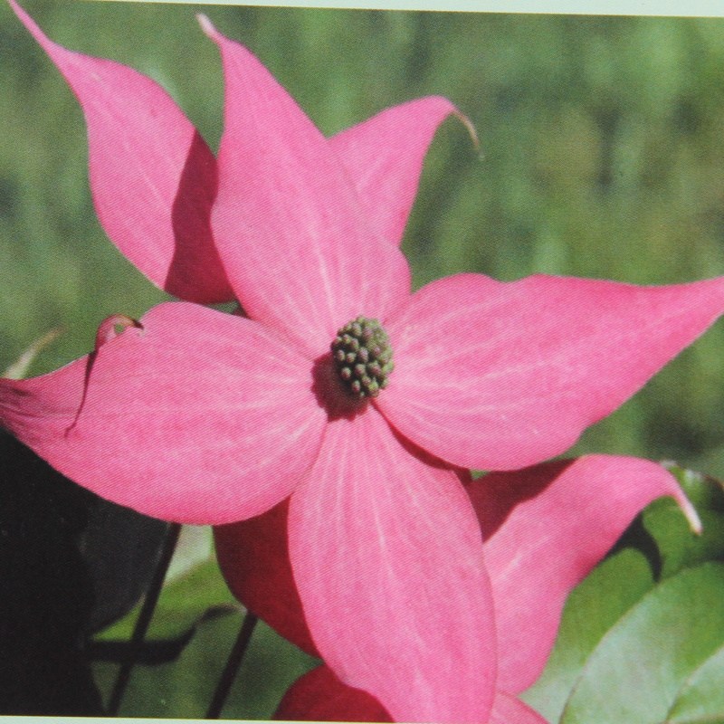 Keře okrasné květem - Dřín japonský 'Scarlet Fire'® květináč 7,5 litru, výška 80/100cm, keř