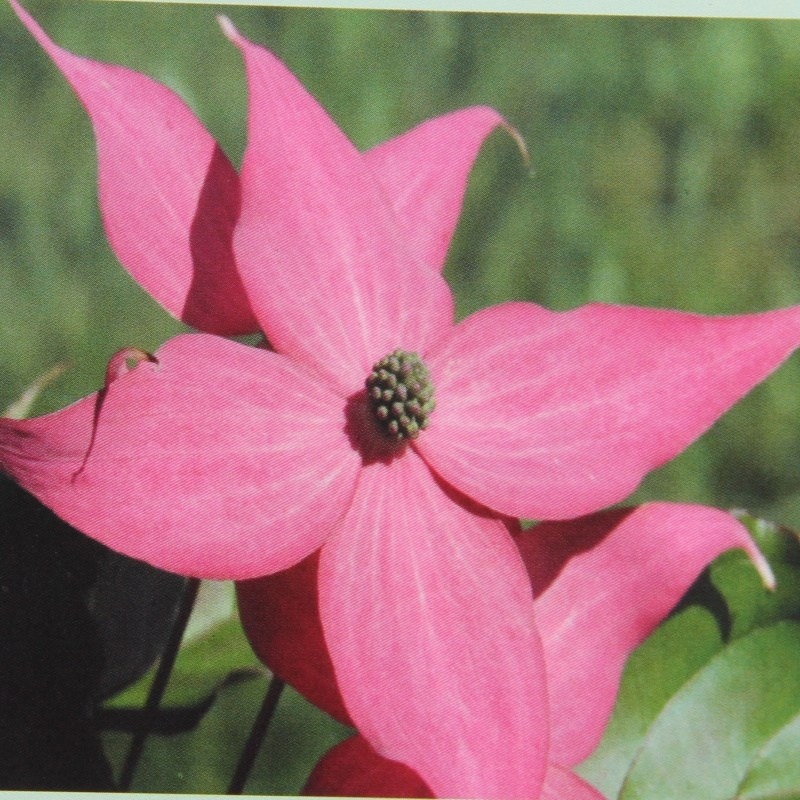 Keře okrasné květem - Dřín japonský Scarlet Fire výška 125/150cm