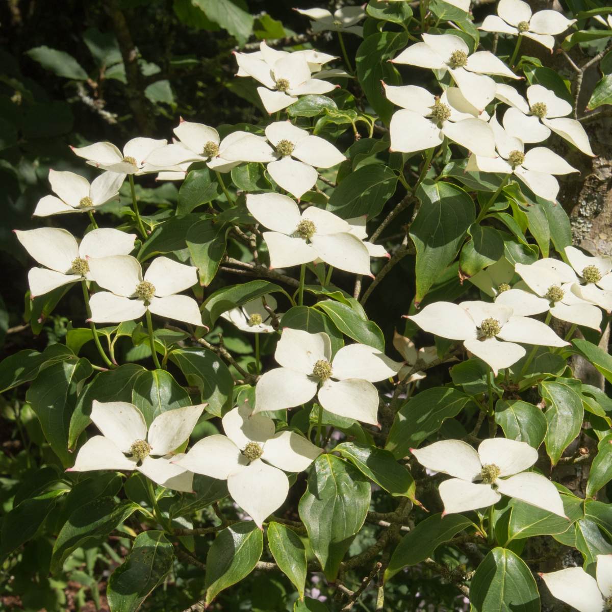Keře okrasné květem - Dřín japonský Schmetterling květináč 35 litrů