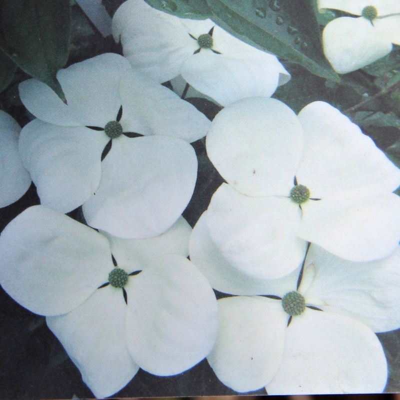 Keře okrasné květem - Dřín japonský Venus květináč 3 litry