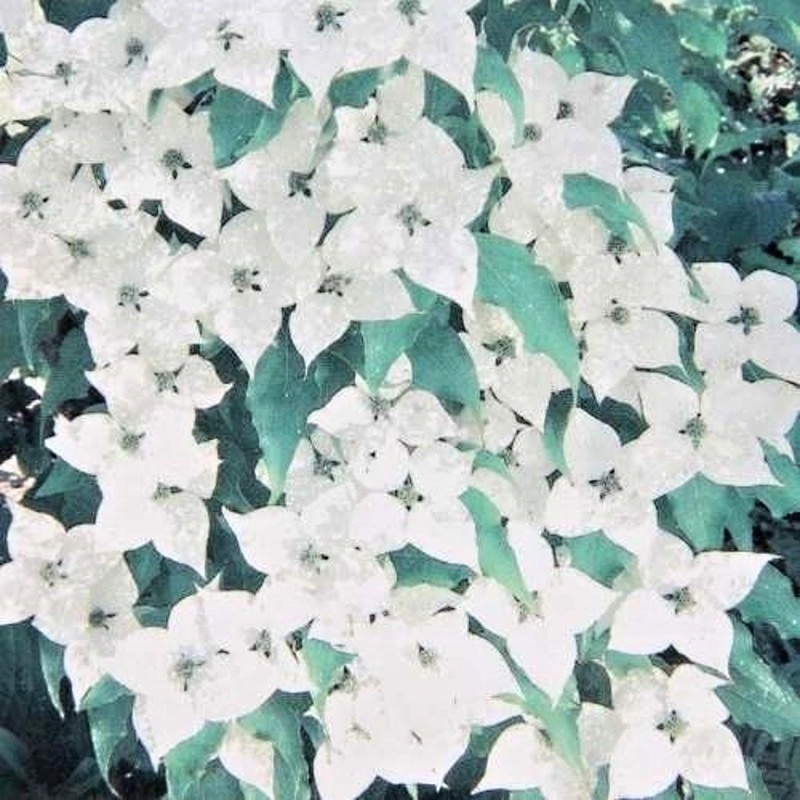 Keře okrasné květem - Dřín japonský vícekmen, květináč 60 litrů