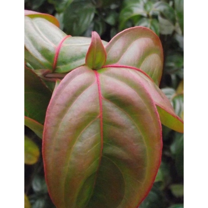 Keře okrasné květem - Dřín kousa 'Blooming White Tetra' výška 100/125cm, květináč 10 litrů