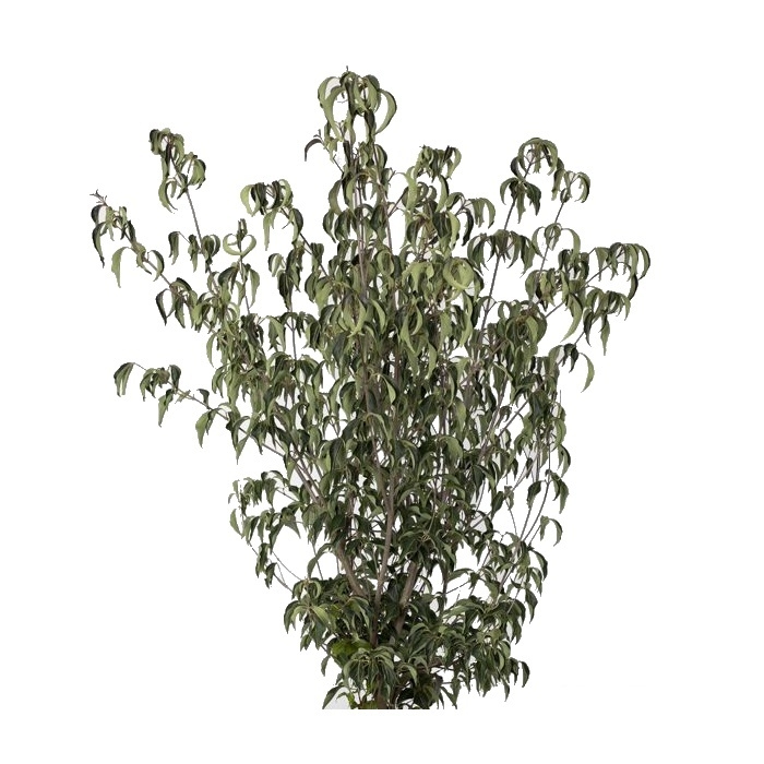 Keře okrasné květem - Dřín kousa Cappuccino výška 125/150cm, květináč 45 litrů