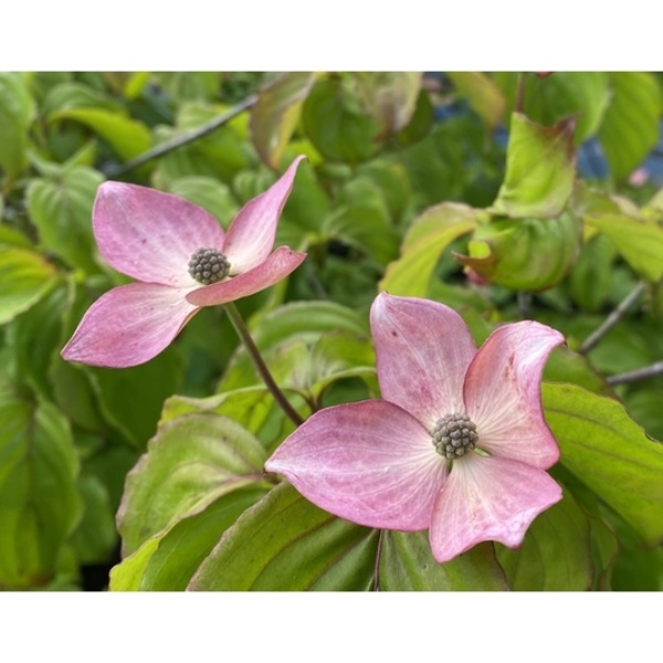 Keře okrasné květem - Dřín kousa 'Satomi' výška 60/80cm, 7 litrů