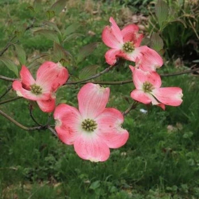 Keře okrasné květem - Dřín květnatý Cherokee Chief výška 125/150cm, květináč 35 litrů