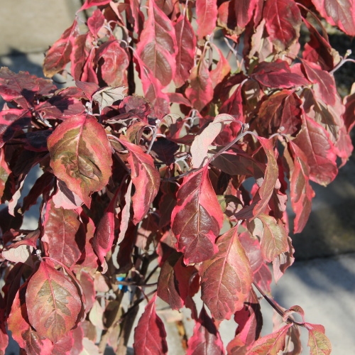 Keře okrasné květem - Dřín květnatý Cherokee Daybreak květináč 10 litrů