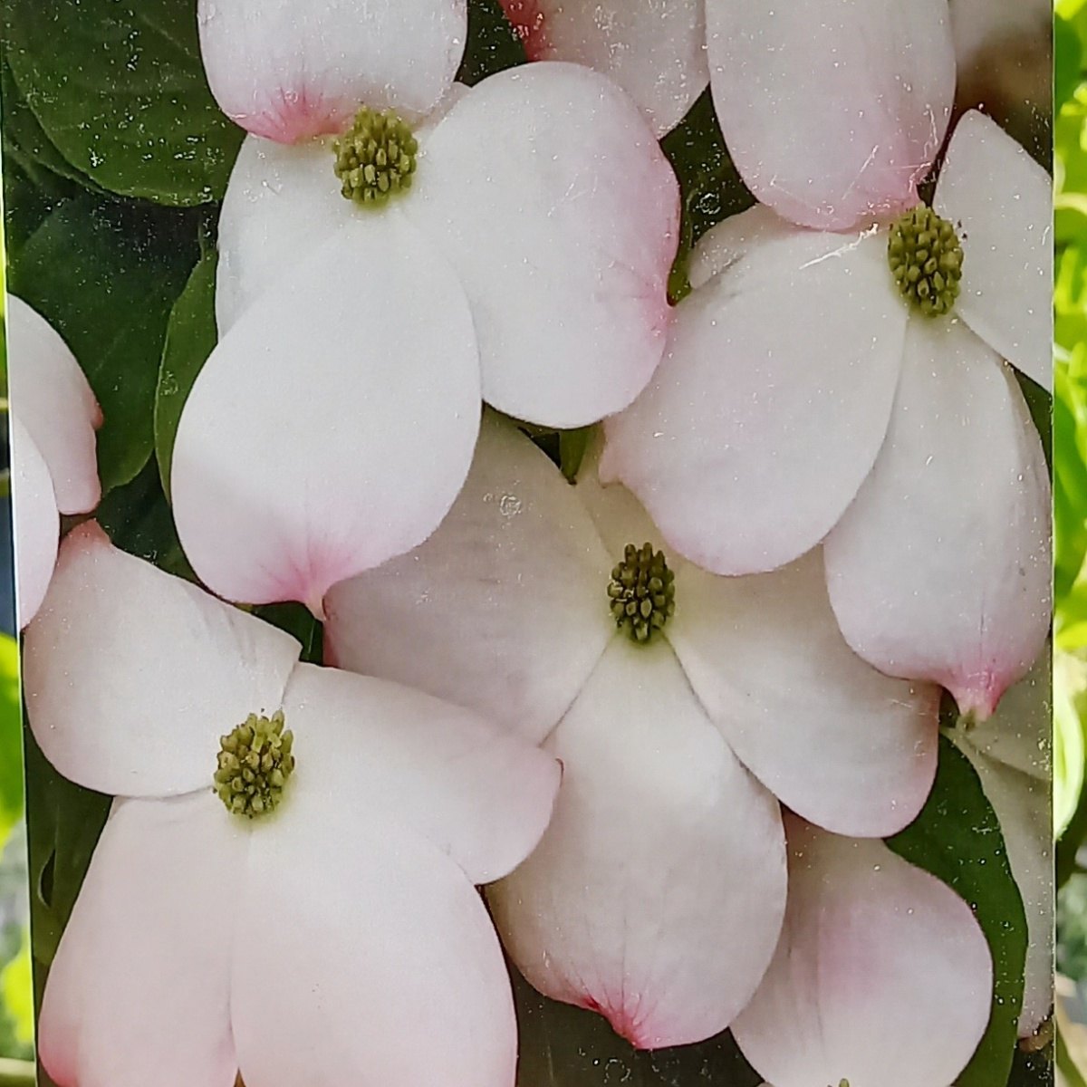 Keře okrasné květem - Dřín květnatý Cloud Nine výška 125/150cm, květináč 30 litrů