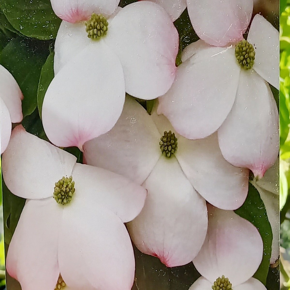 Keře okrasné květem - Dřín květnatý Cloud Nine výška 150/175cm, květináč 55 litrů