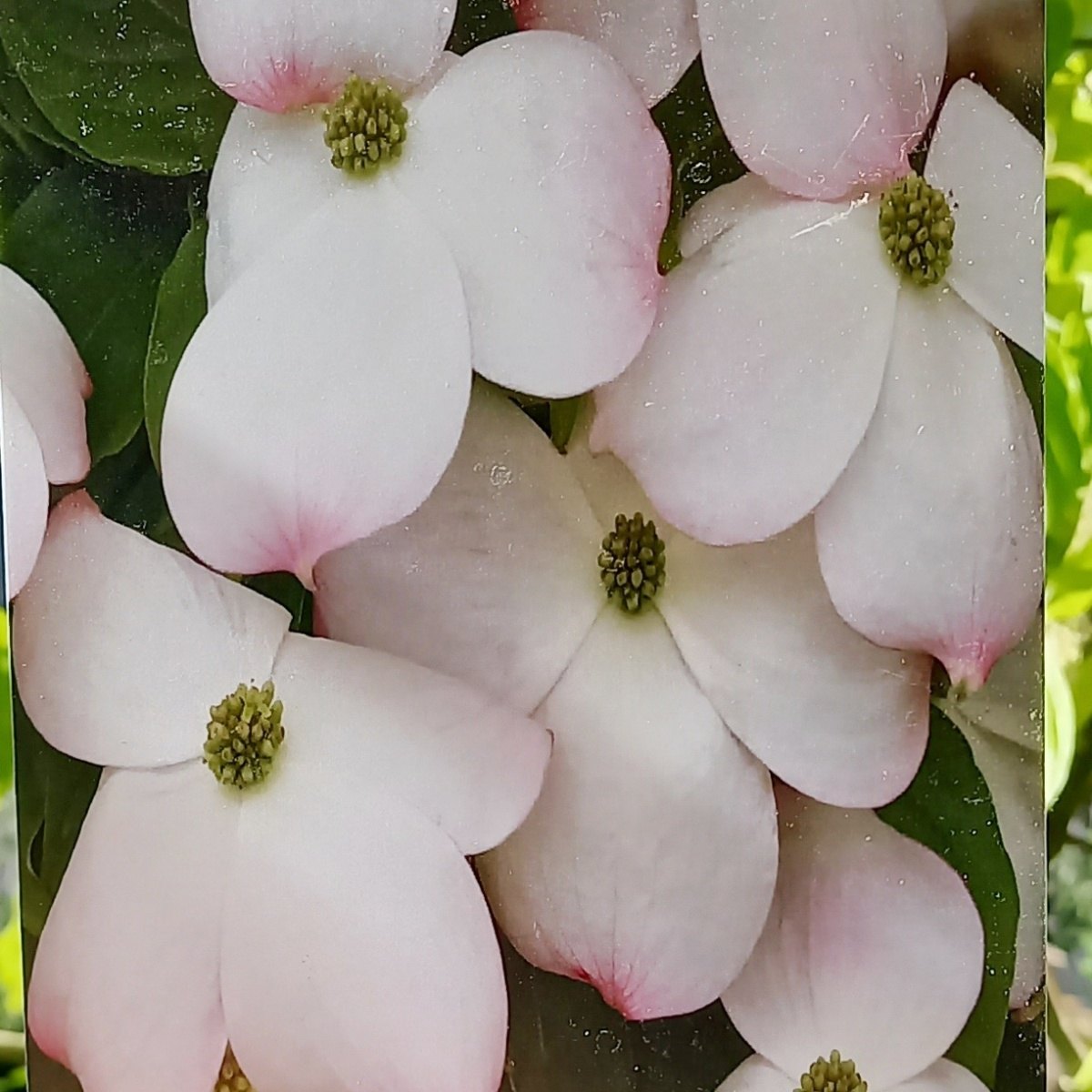 Keře okrasné květem - Dřín květnatý Cloud Nine výška 60/80cm, květináč 10 litrů