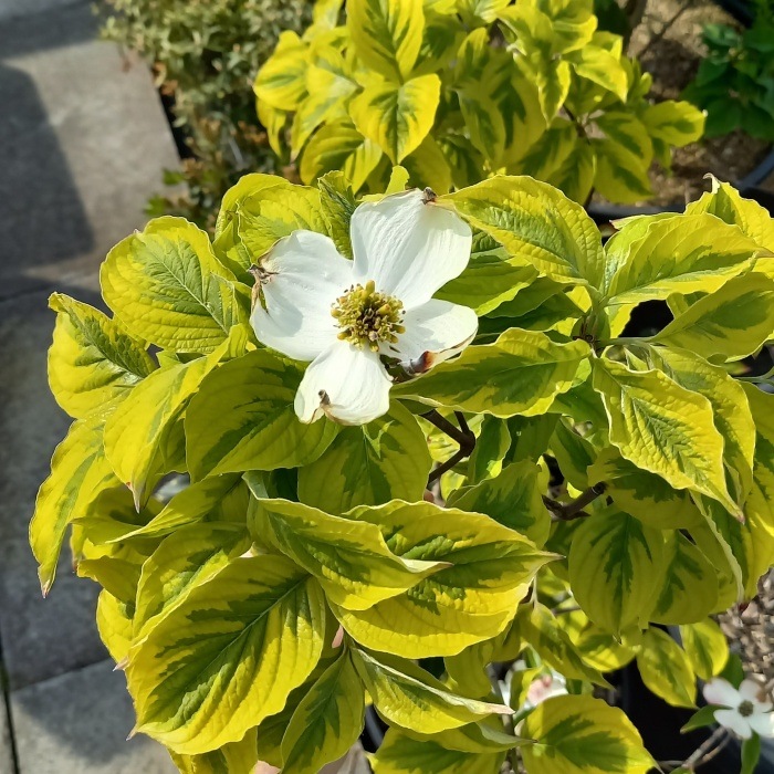 Keře okrasné květem - Dřín květnatý 'Rainbow' květináč 18 litrů