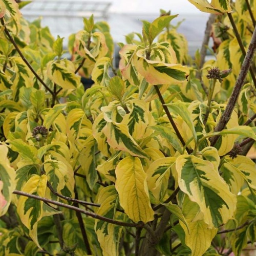 Keře okrasné květem - Dřín květnatý 'Rainbow' výška 150/175cm, 35 litrů