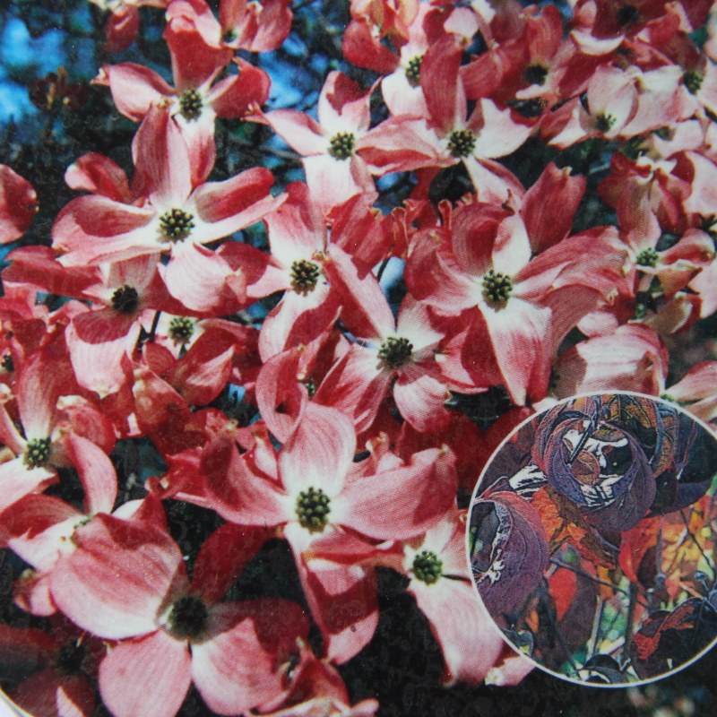 Listnaté stromky a stromy - Dřín květnatý 'Rubra' květináč 30 litrů, polokmen, strom