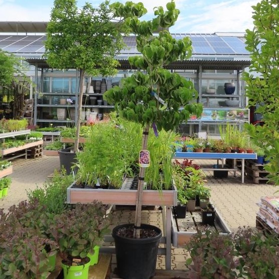 Dřín květnatý 'Rubra' květináč 30 litrů, polokmen, strom-0