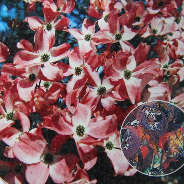 Keře okrasné květem - Dřín květnatý 'Rubra' výška 175/200cm, květináč 55 litrů