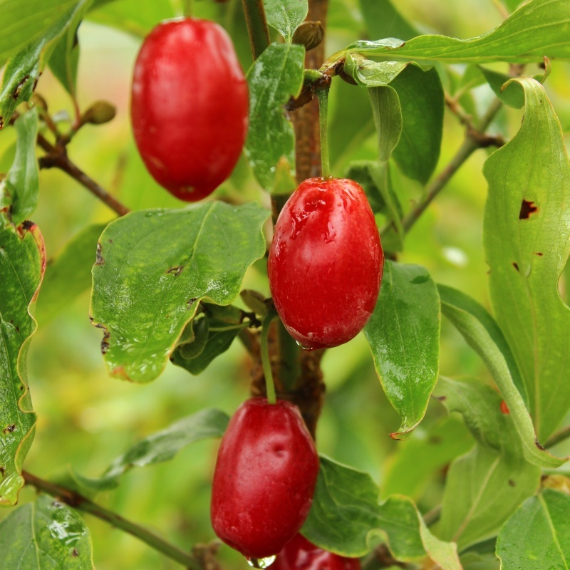 Ostatní drobné ovoce - Dřín obecný 'Joliko' výška 60/80cm, květináč 12 litrů