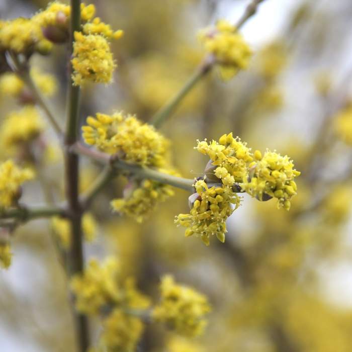 Keře okrasné listem - Dřín obecný květináč 2,5 litru, výška 20/30cm, keř