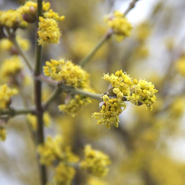 Keře okrasné listem - Dřín obecný květináč 20 litrů, výška 200/250, forma vyvázaného stromku