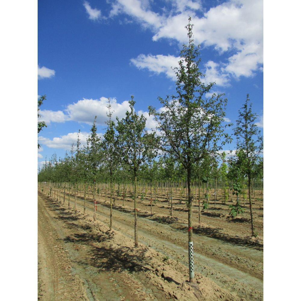 Soliterní stromy - Dřín obecný výška kmene 225cm, zemní bal