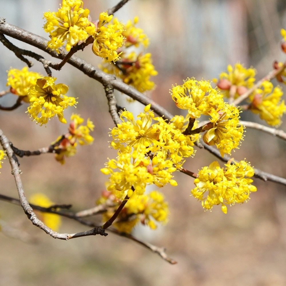 Dřín obecný výška kmene 225cm, zemní bal-0