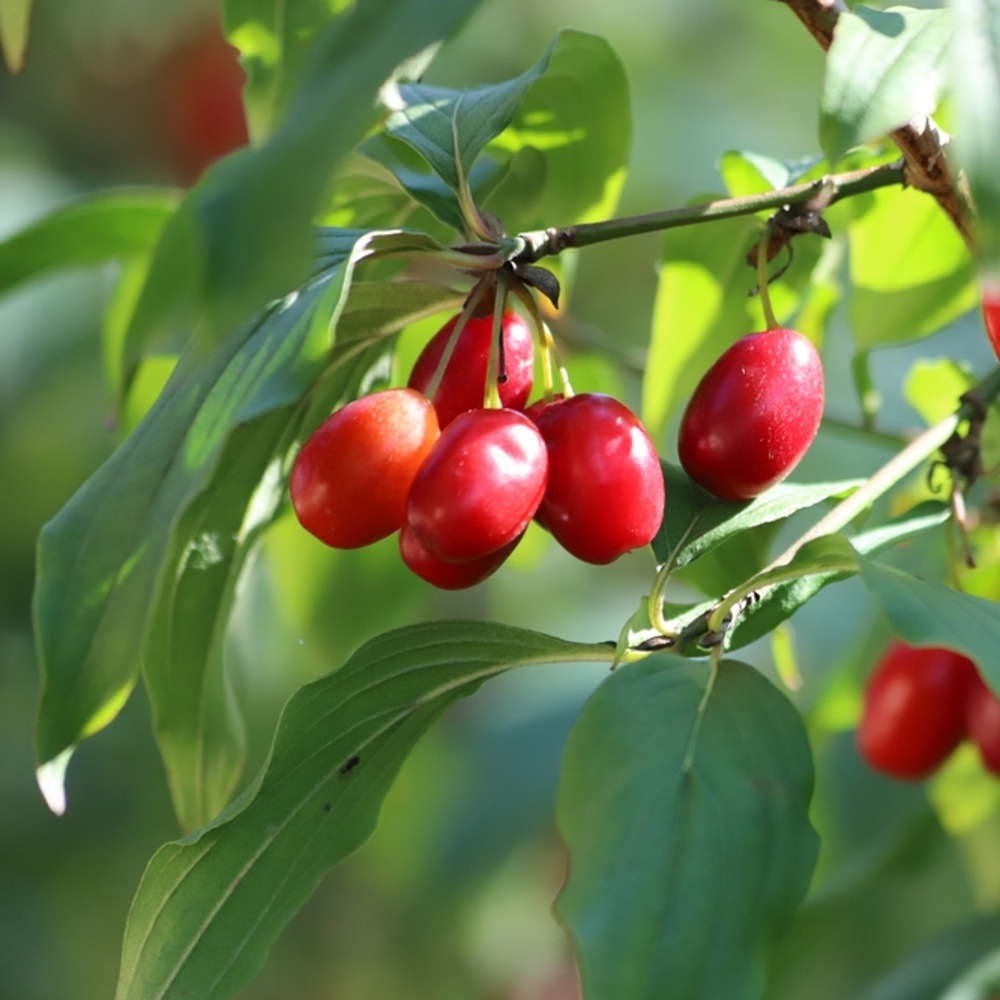 Dřín obecný výška kmene 225cm, zemní bal-1