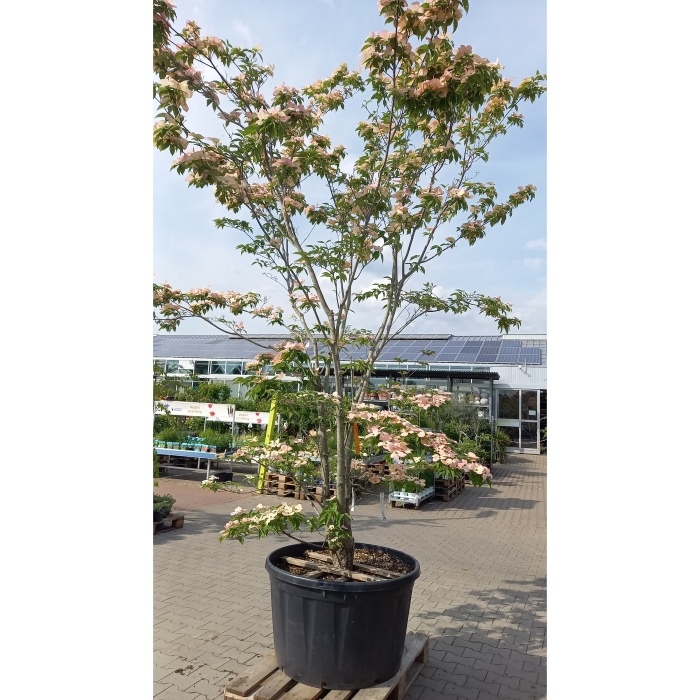 Listnaté stromky a stromy - Dřin 'Rutgan Stellar Pink' výška 300/350cm, květináč 280 litrů