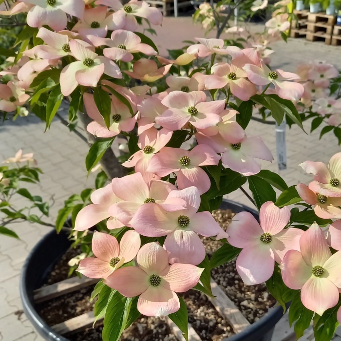 Dřin 'Rutgan Stellar Pink' výška 300/350cm, květináč 280 litrů-0