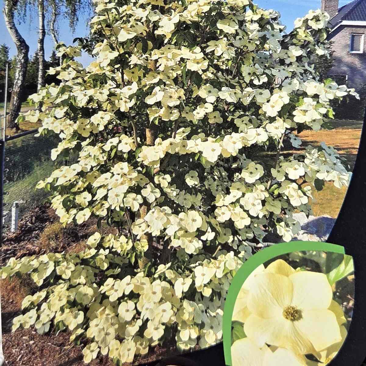 Keře okrasné květem - Dřín Starlight květináč 20 litrů