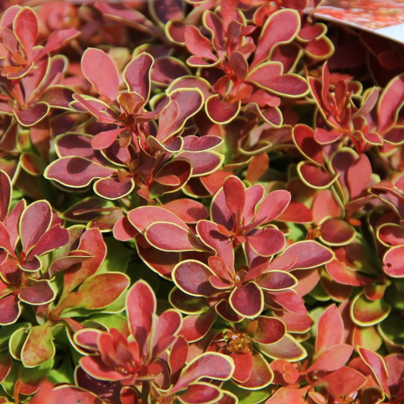 Keře okrasné listem - Dřišťál Thunbergův Admiration květináč 2,5 litru, výška 15/20cm, keř