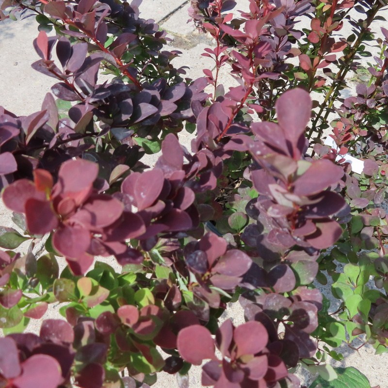 Rostliny - Dřišťál Thunbergův 'Atropurpurea' květináč 9 litrů, výška 60/80cm, keř