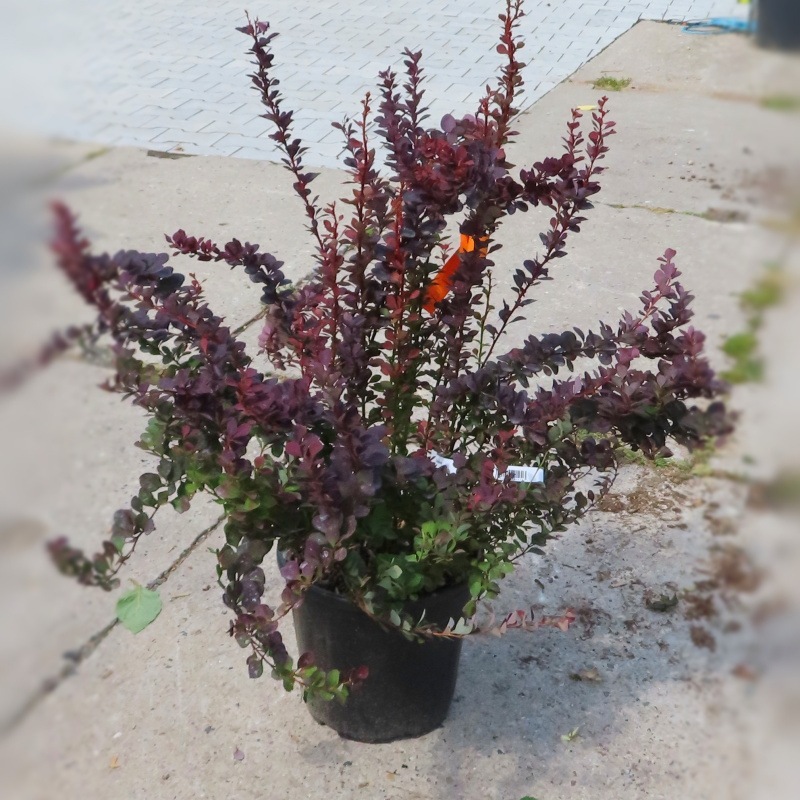 Dřišťál Thunbergův 'Atropurpurea' květináč 9 litrů, výška 60/80cm, keř-0